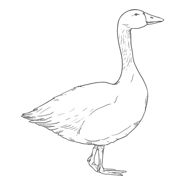 Vector Sketch Goose. Hand Drawn Illustration Vector Sketch Goose. Poultry Hand Drawn Illustration goose meat illustrations stock illustrations