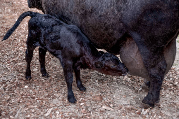 istock Calf drinking and sucklling mother's milk. 1224519728