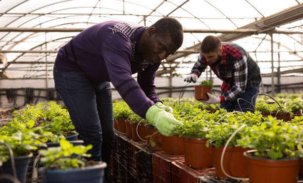 istock Men supervising growth of houseplants 1224519904