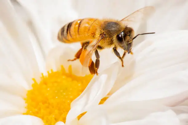 European Honey Bee also known as Apis mellifera.