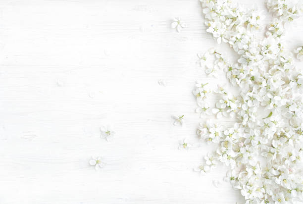 istock Apple flowers blossom on white wooden background. 1224520651
