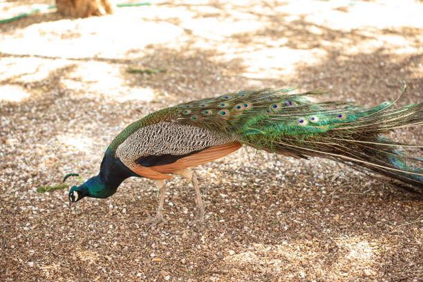 istock Peacock male  in the nature 1224520952
