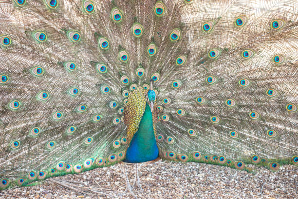 istock Peacock male  in the nature 1224520970