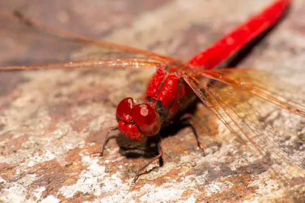 Scarlet Percher Dragonfly also known as Diplacodes haematodes
