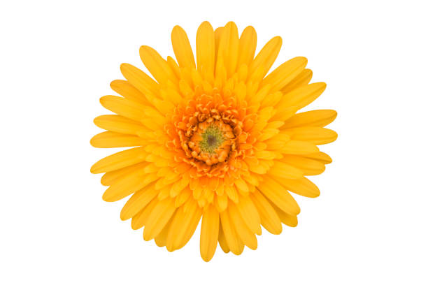 istock Vibrant yellow gerbera flower isolated on a white background isolated with clipping path. Close-up of a single flower in the nature for design. 1224521988