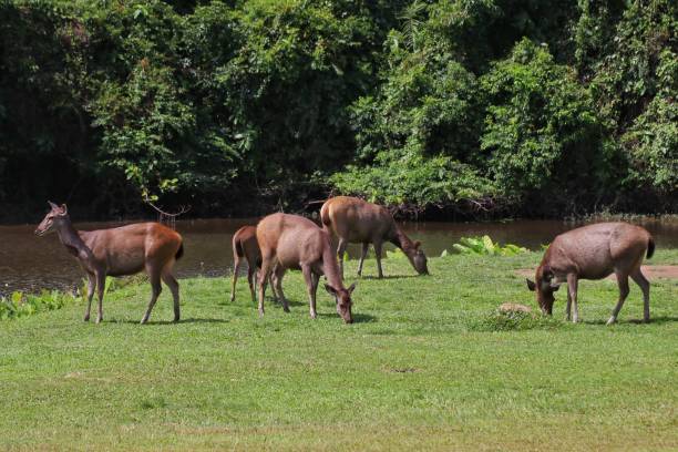 istock Deer herd in Khao Yai national Park, Thailand 1224523019