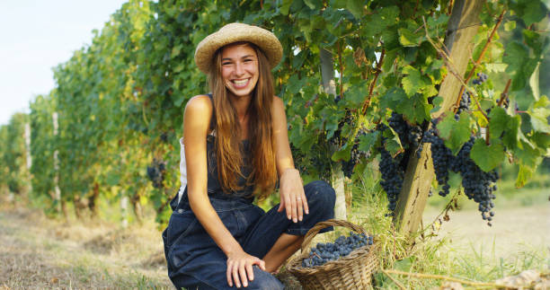 la joven prueba una uva recogida por ella misma durante la vendimia en viñedos, recoge la uva seleccionada. - winemaking vintner winery people fotografías e imágenes de stock