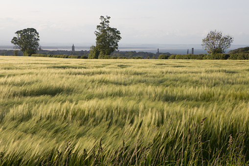 A sunset view of a Wheat field on the outskirts of St. Andrews, Fife, Scotland.