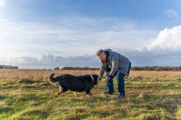 istock Man on grassland with border collie 1224526638