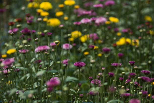 istock chrysanthemum flower 1224526960
