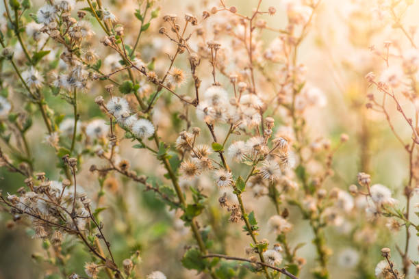 istock Vintage Grass flower background 1224527028