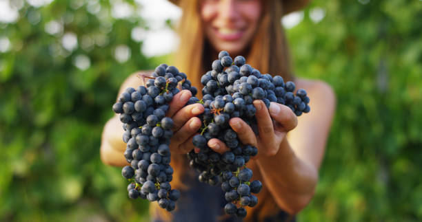 9 월에 소녀는 포도원을 수확, 큰 수확을위해 이탈리아에서 선택한 포도 다발을 수집 - grape green red purple 뉴스 사진 이미지