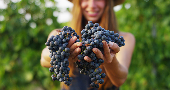 girl in September to harvest vineyards , collects the selected grape bunches in Italy for the great harvest. biological concept id , organic food and fine wine handmade