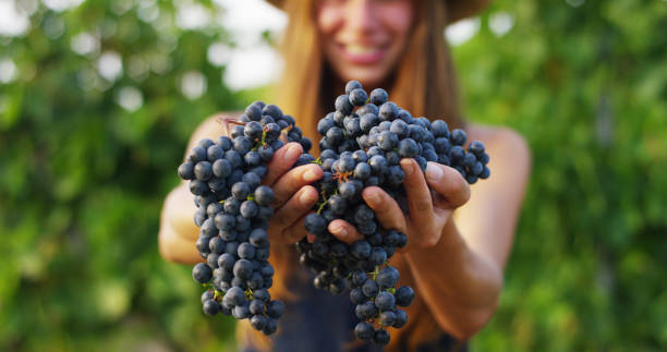 girl in september to harvest vineyards , collects the selected grape bunches in italy for the great harvest - grape green red purple imagens e fotografias de stock