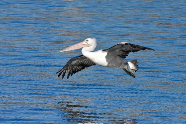 istock Pelican landing in water 1224528720