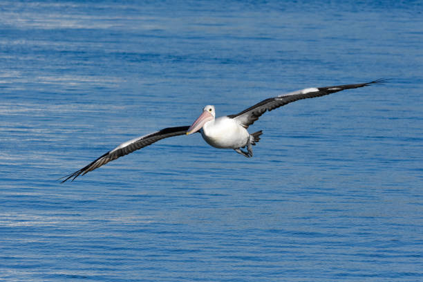 istock Pelican with full wingspan extension. 1224528861
