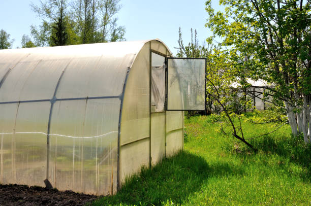 istock A greenhouse on a metal frame with a polycarbonate roof with an open window on a plot of green grass. 1224528919