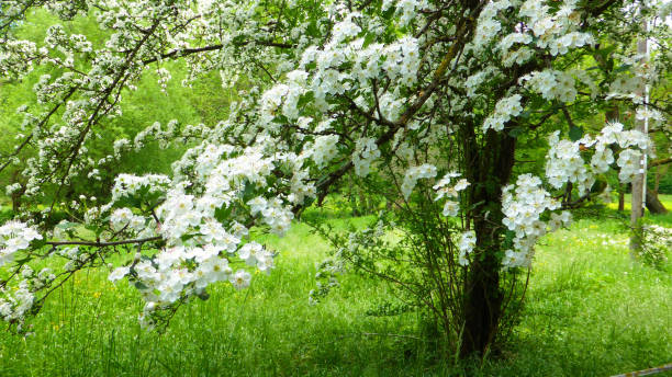 цветение боярышника весной в германии - hawthorn стоковые фото и изображения