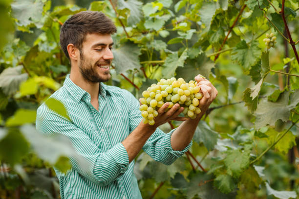 Farmers hands with freshly harvested grapes