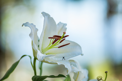 White Lilly flower with Water drop in garden