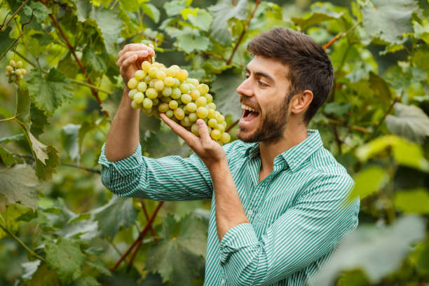 Farmers hands with freshly harvested grapes