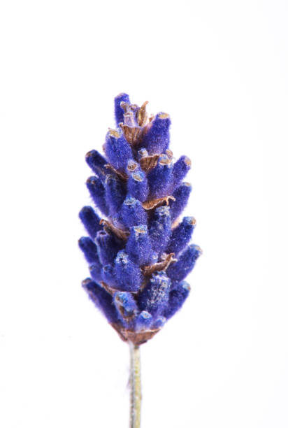 istock lavender flower isolated on white 1224530578