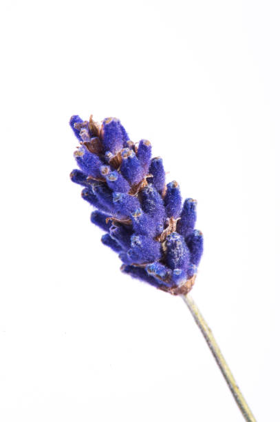 istock lavender flower isolated on white 1224530605
