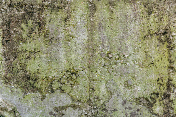 istock Dirty old concrete wall with some mold 1224530667