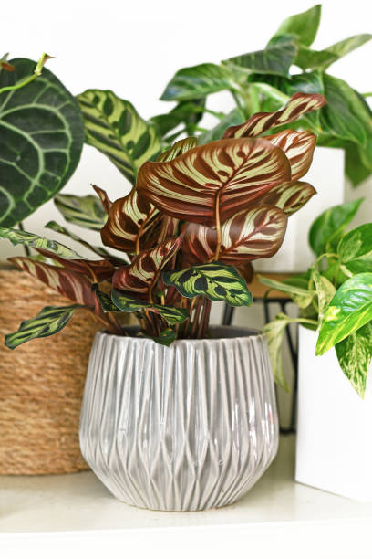 Tropical 'Calathea Makoyana' Prayer Plant with beautiful pattern in gray flower pot surrounded by other house plants Tropical 'Calathea Makoyana' Prayer Plant with beautiful pattern in gray scandinavian style modern flower pot surrounded by other house plants on white shelf calathea photos stock pictures, royalty-free photos & images