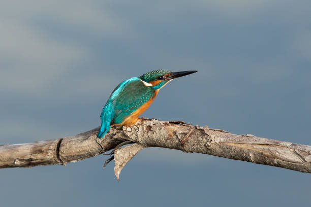 istock Common Kingfisher on the branch 1224530882