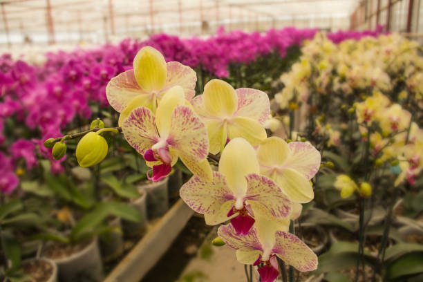 Orchid family is a diverse family of flowering plants, with colorful and often fragrant flowers. It is said that they are one of the two largest families of flowering plants with more than twenty thousand species.