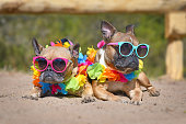 Two brown small French Bulldog dogs sunbathing on sand in summer wearing colorful sunglasses and tropical flower garlands