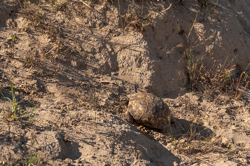 Land tortoise walking in steppe