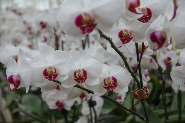 Orchid, Plant, Flower, Glass - Material, Single Flower