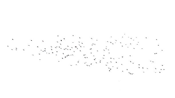 istock Flock of birds in flight isolated on white 1224531773