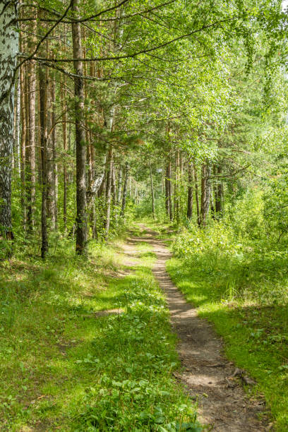 istock Landscape with a sunny path in the forest 1224531991