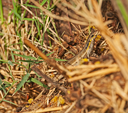 Closeup of blue-tailed skink lizard hiding on ground amongst grass in rural countryside