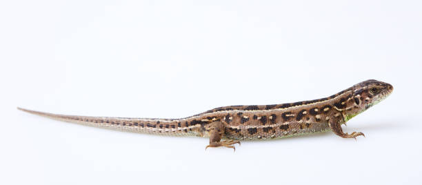 istock Full length sand lizard (Lacerta agilis Linnaeus) isolated on white background 1224539409
