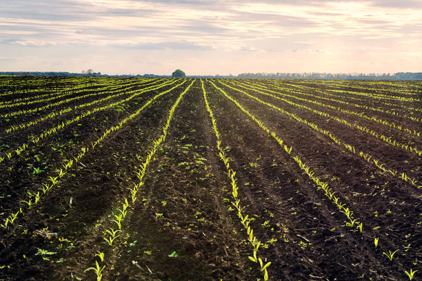 istock Beautiful evening landscape with spring corn field at sunset 1224539462