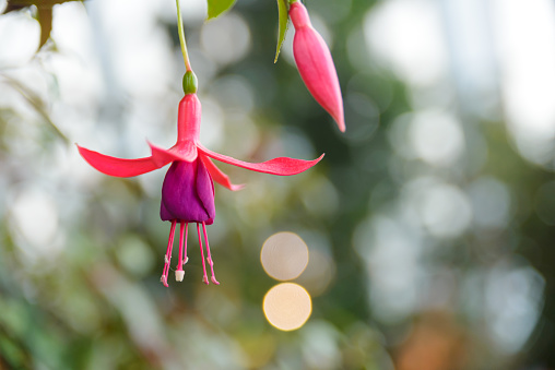 Beautiful buds and flower of red Fuchsia, background with copy space, full frame horizontal composition