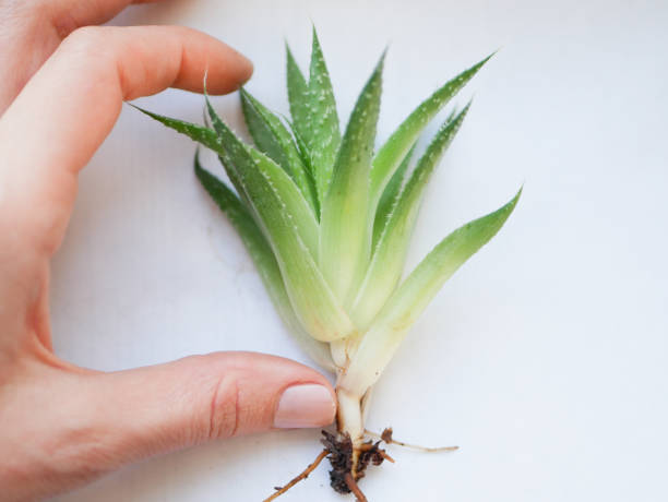 istock succulent. Plant on a white background green succulents 1224539855