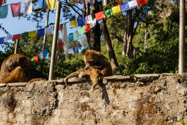 famiglia di scimmie nel tempio di swayambhunath. - nepal buddha monkey temple tibet foto e immagini stock