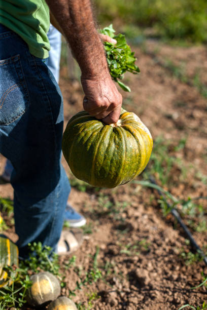 istock Man Carrying Pumpkin in Hand 1224540772
