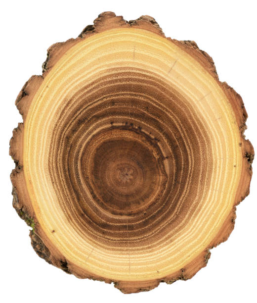 istock Wood slab texture background. Acacia tree with bark and bright growth rings isolated on white background 1224540780