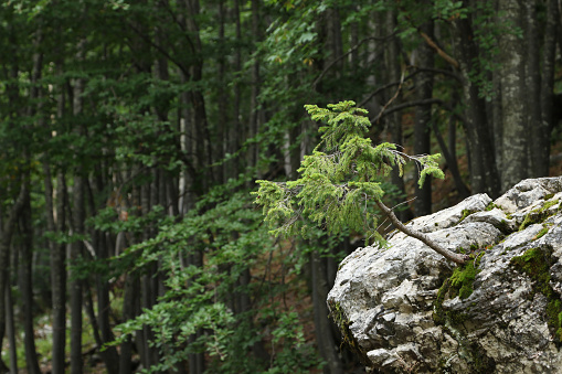 Wind chaser, spruce on a rock in forest on Mount Vogel, Lake Bohinjsko jezero, Bohinj, Slovenia