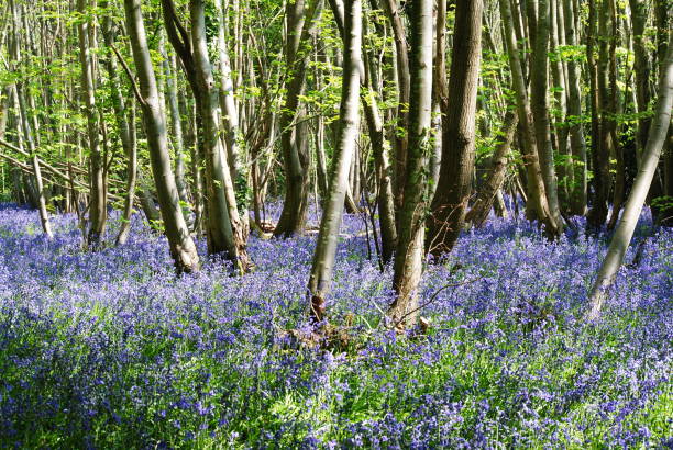 istock Bluebells in the woodland 1224542661
