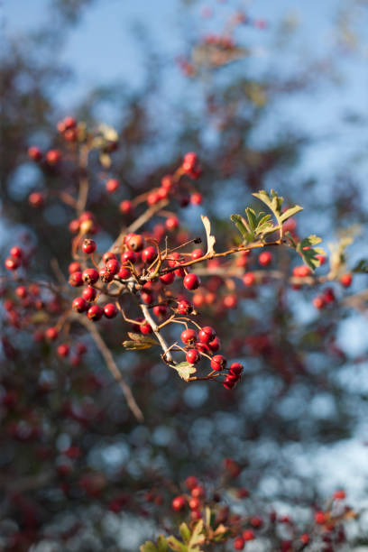 istock Woman Hands Picking Rose Hip 1224543081