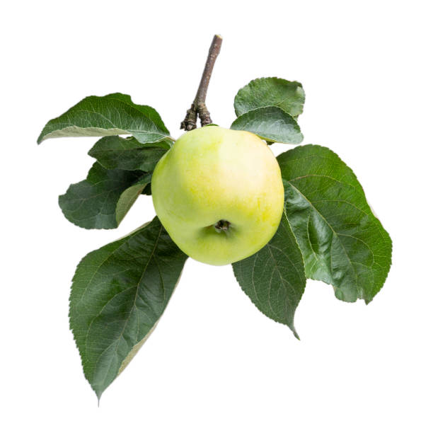istock Ripe green apple on branch with leaves isolated on white background. 1224544096