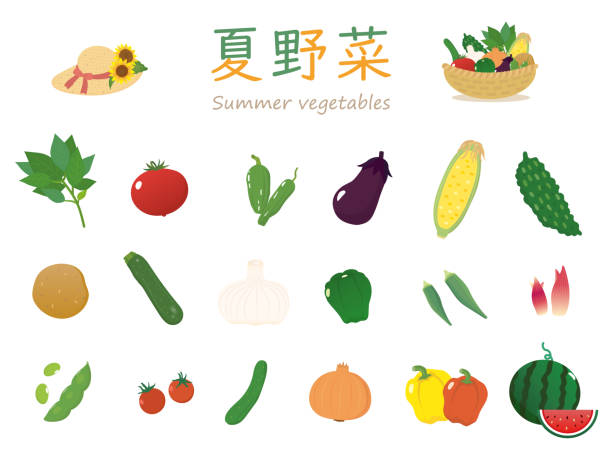 여름 야채 - eggplant tomato white background fruit stock illustrations