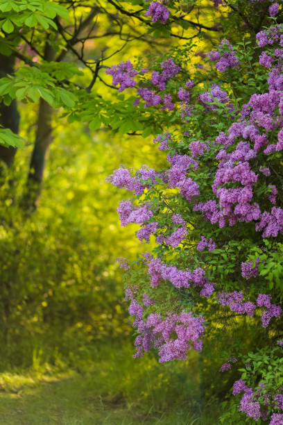 istock Flowering beautiful young lilac in spring 1224545954